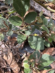 Puhuaea sequax, photograph 何小花, CC BY, iNaturalist via GBIF