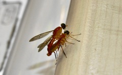 Ptecticus elongatus