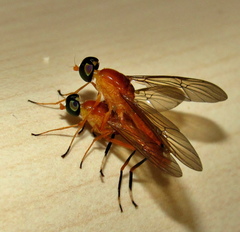 Ptecticus elongatus