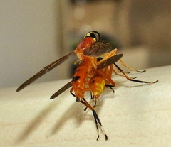 Ptecticus elongatus