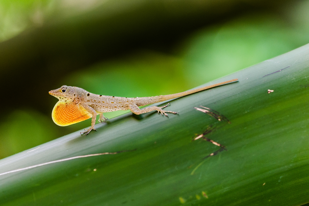 Banded Anole