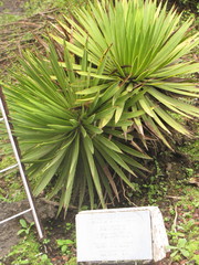 Agave dasylirioides