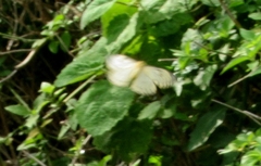 Pseudaphelia apollinaris