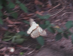 Pseudaphelia apollinaris