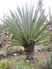Furcraea longaeva