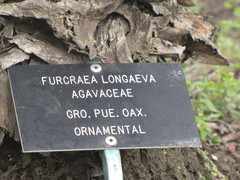 Furcraea longaeva