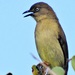 Southern Sombre Greenbul - Photo (c) Peter Vos, some rights reserved (CC BY-NC), uploaded by Peter Vos