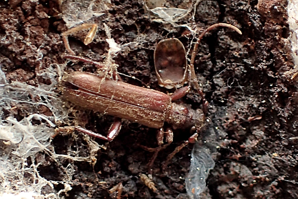 Pseudosemnus