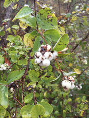 Symphoricarpos albus albus