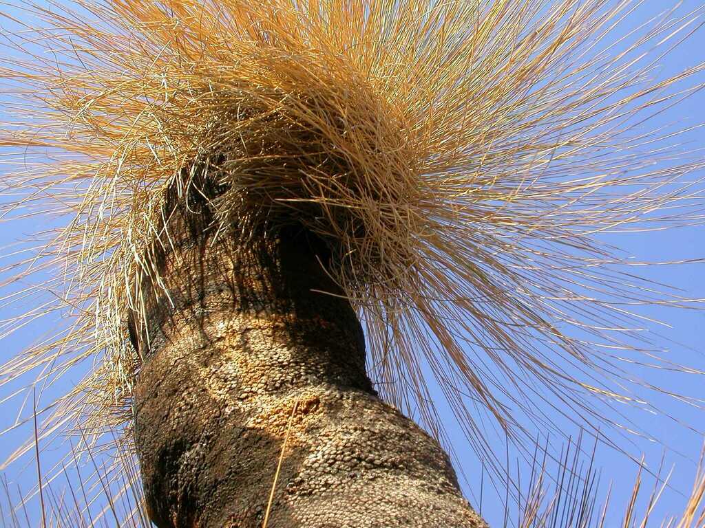 Xanthorrhoea thorntonii Tate