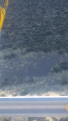 Hippocamelus antisensis