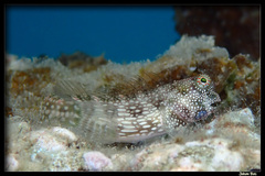 Whitespotted Blenny photo 3