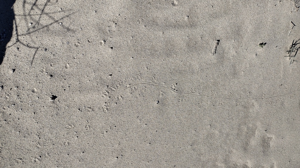 Lizards from Anza-Borrego Desert State Park on March 7, 2023 at 01:43 ...