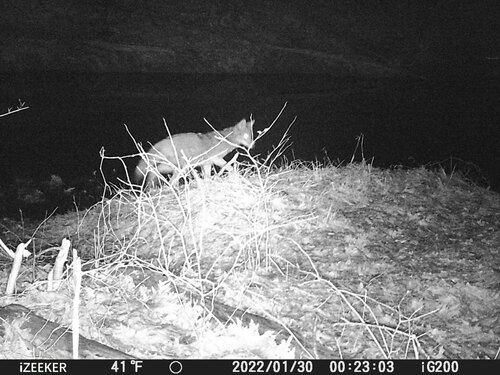 Coyote photographed in West Virginia