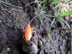 Dysdercus fuscomaculatus