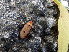 Dysdercus fuscomaculatus