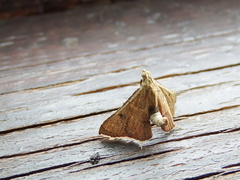 Endotricha nicobaralis