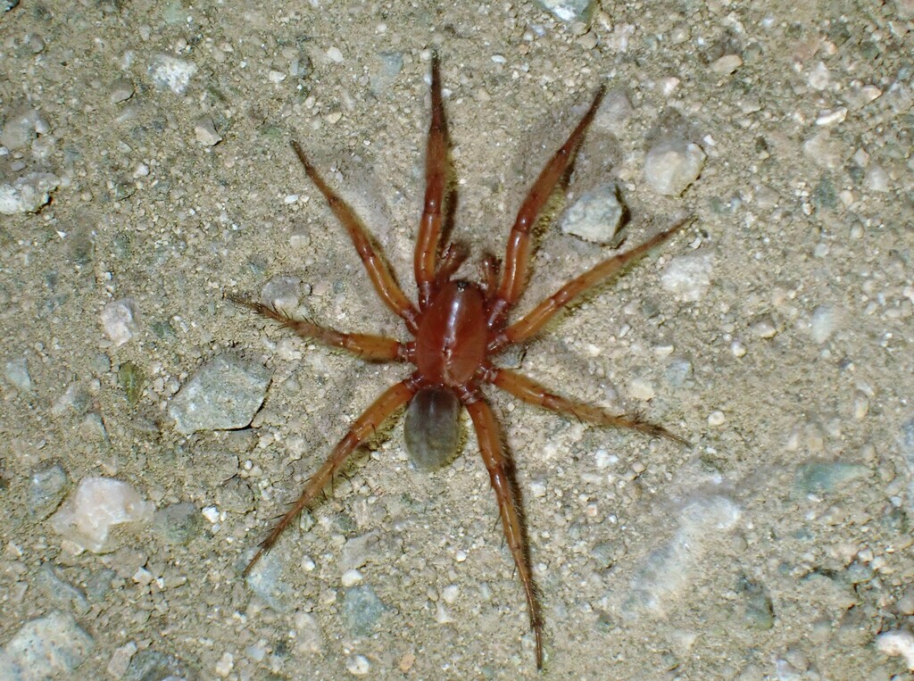 Ariadna tovarensis