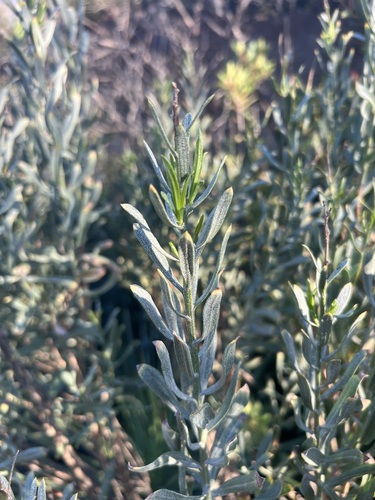 Image of Ericameria parishii by no rights reserved