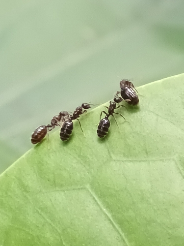Little Black Ants photo 5