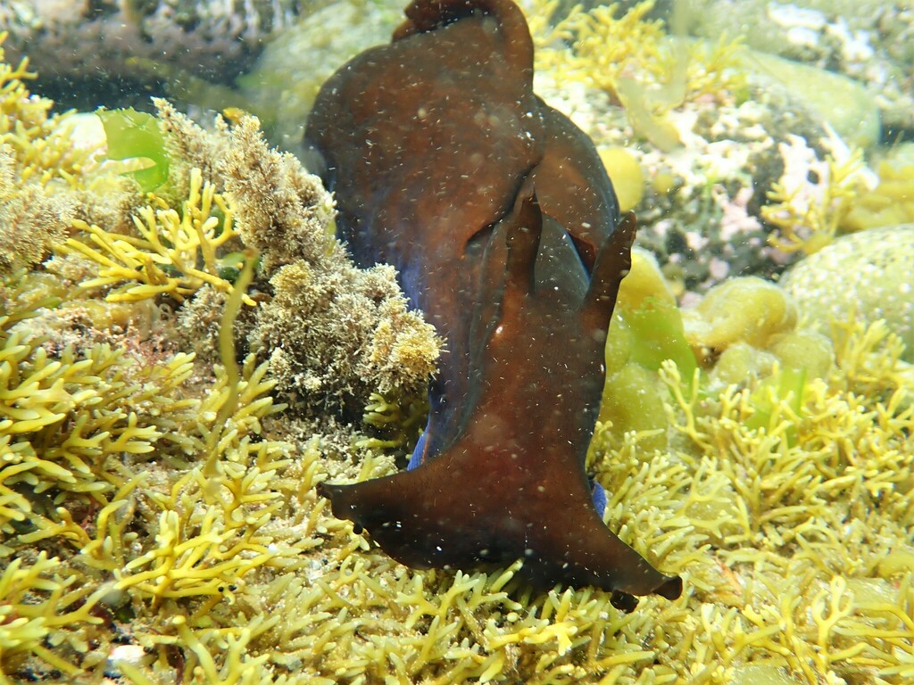 Sucker-foot Sea Hare