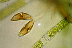 Cymbella