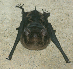 Saccopteryx bilineata image