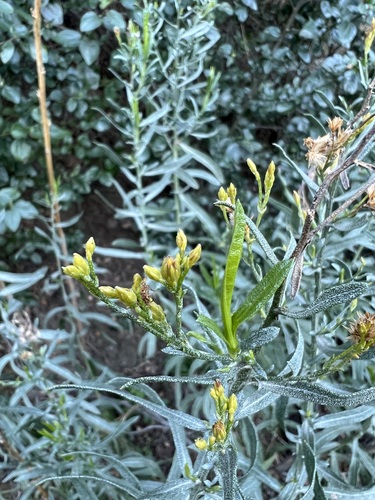 Image of Ericameria parishii by no rights reserved