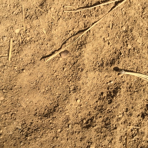 iNaturalist observation photo of Mountain Lion