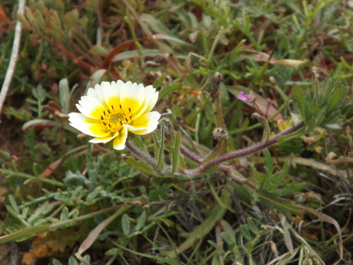 Layia platyglossa