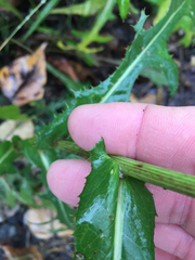 Sonchus arvensis arvensis