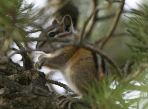 Least Chipmunk, 1697 Leopold Way, Nekoosa, WI 54457, USA, photo 9 of 10