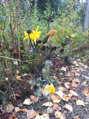 Sonchus arvensis arvensis