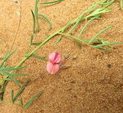 Indigofera filipes image