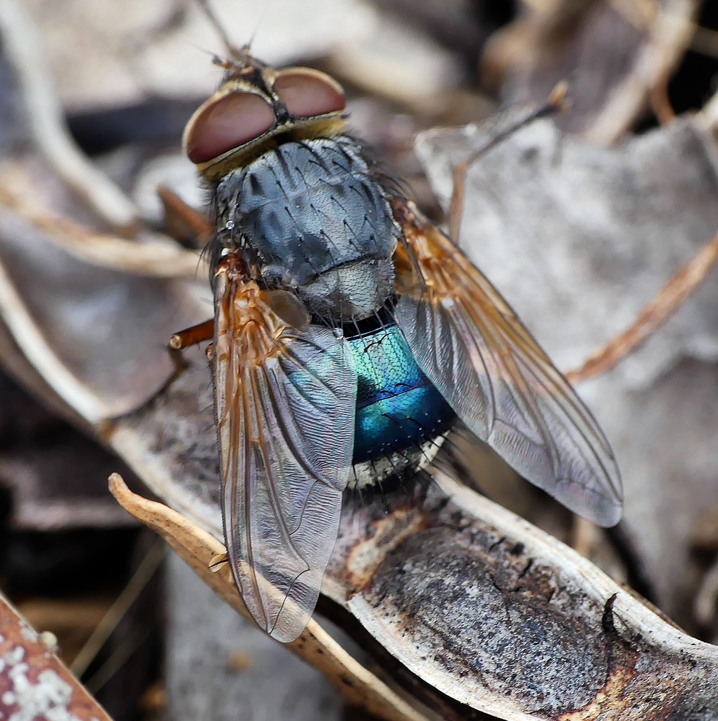 Macrochloria