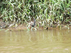 Pardirallus nigricans