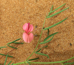 Indigofera filipes image