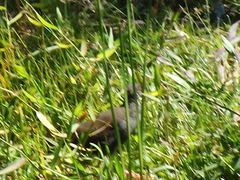 Pardirallus nigricans