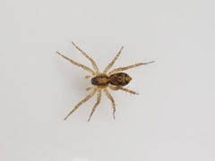 Pardosa milvina