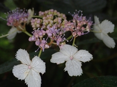 Hydrangea aspera