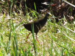 Pardirallus nigricans