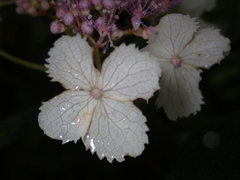 Hydrangea aspera