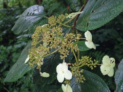 Hydrangea aspera