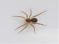 Pardosa milvina