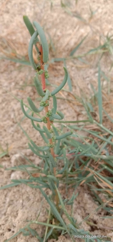 Suaeda maritima iNat (1)