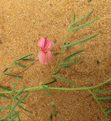 Indigofera filipes image