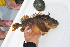 Hemitripterus americanus