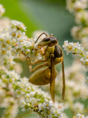 Vespa bicolor