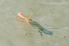 Colobathristidae
