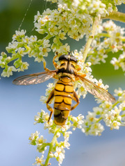 Milesia sinensis